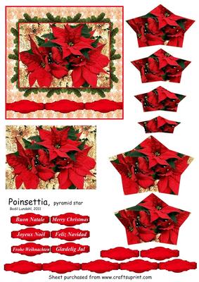 Poinsettia, Pyramid Star