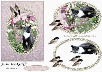 Just Looking! - on Lilac Backing