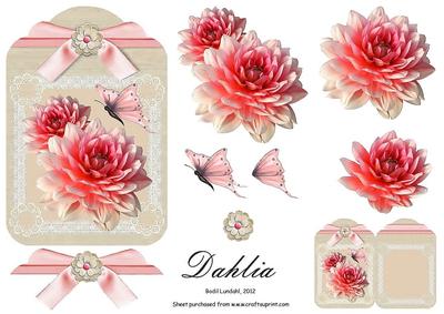 Dahlia