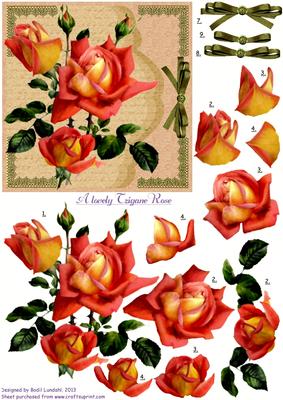 A Lovely Tzingane Rose