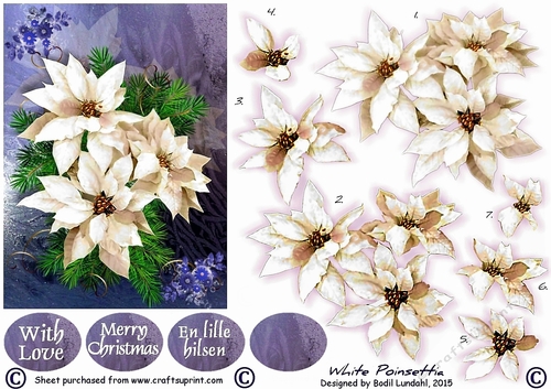 White Poinsettia