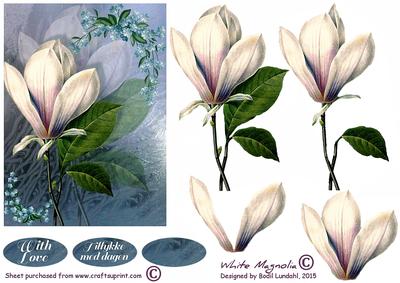 White Magnolia