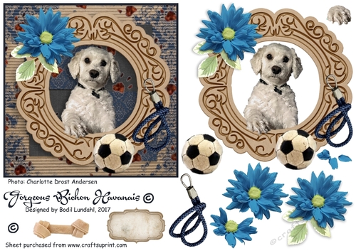 Gorgeous Bichon Havanais