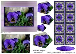 Pansies, Purple