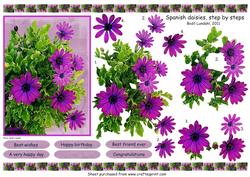 Spanish Daisies, Step by Steps