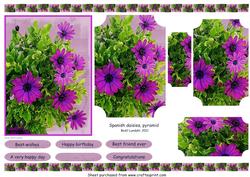 Spanish Daisies, Pyramid