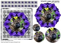 Schaefer Puppy and Pansies