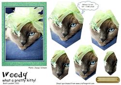 Woody - What a Pretty Kitty!