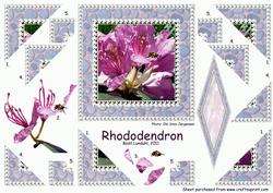 Rhododendron