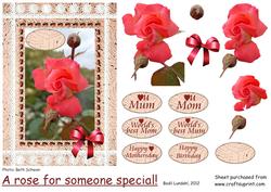 A Rose for Someone Special