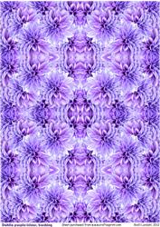 Dahlia Purple-icious, Backing