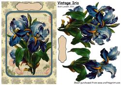 Vintage Iris