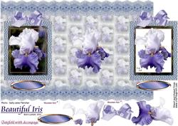 Beautiful Iris