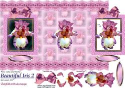 Beautiful Iris 2