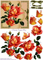A Lovely Tzingane Rose