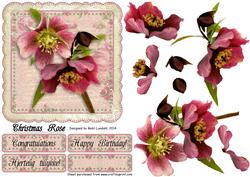 Christmas Rose