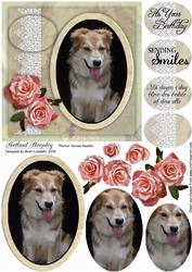 Shetland Sheepdog
