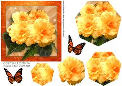 Golden Begonias
