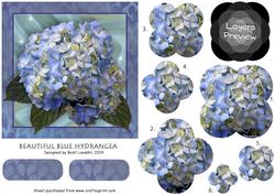Beautiful Blue Hydrangea