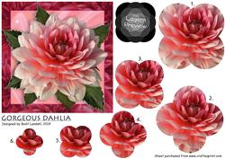 Gorgeous Dahlia