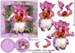Irresistible Iris, Purple
