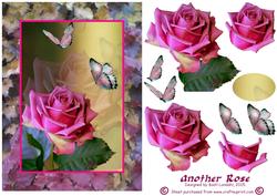 Another Rose