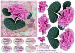Pink Hydrangea (hortensia)