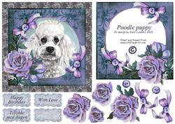 Poodle Puppy