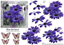 Blue Gerbera