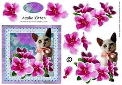 Azalia Kitten