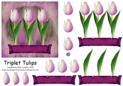 Triplet Tulips