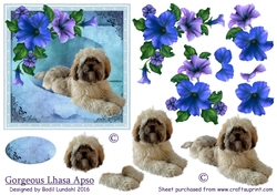 Gorgeous Lhasa Apso