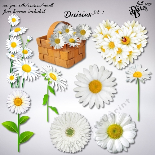 Daisies Set 2