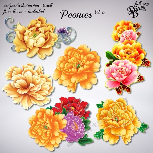 Peonies Set 3