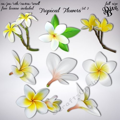 Tropical Flowers Set 2