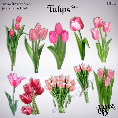 Tulips Set 4