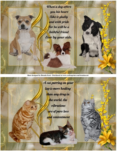 Love of Cats and Dogs