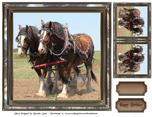 Clydesdale Horses