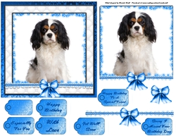 King Charles Spaniel
