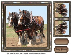 Clydesdale Horses