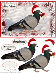 Pigeon