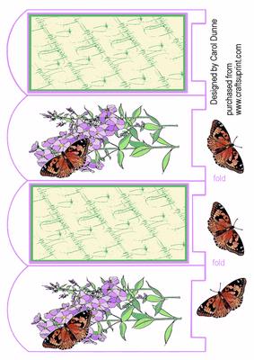 Butterflies and Phlox