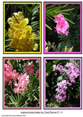 Orchid Toppers