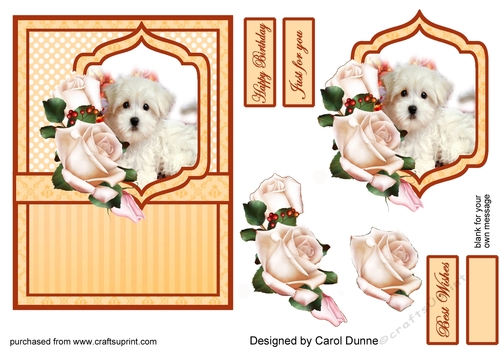 Maltese puppy & roses