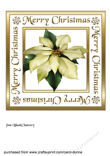 White Poinsettia square
