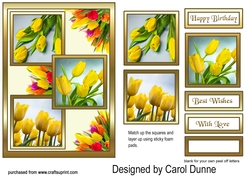 TS Yellow tulips