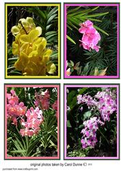 Orchid Toppers