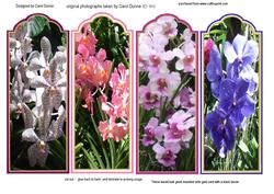 Orchid Bookmarks