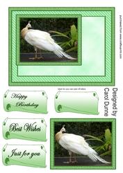White Peacock Quick Card