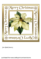 White Poinsettia square